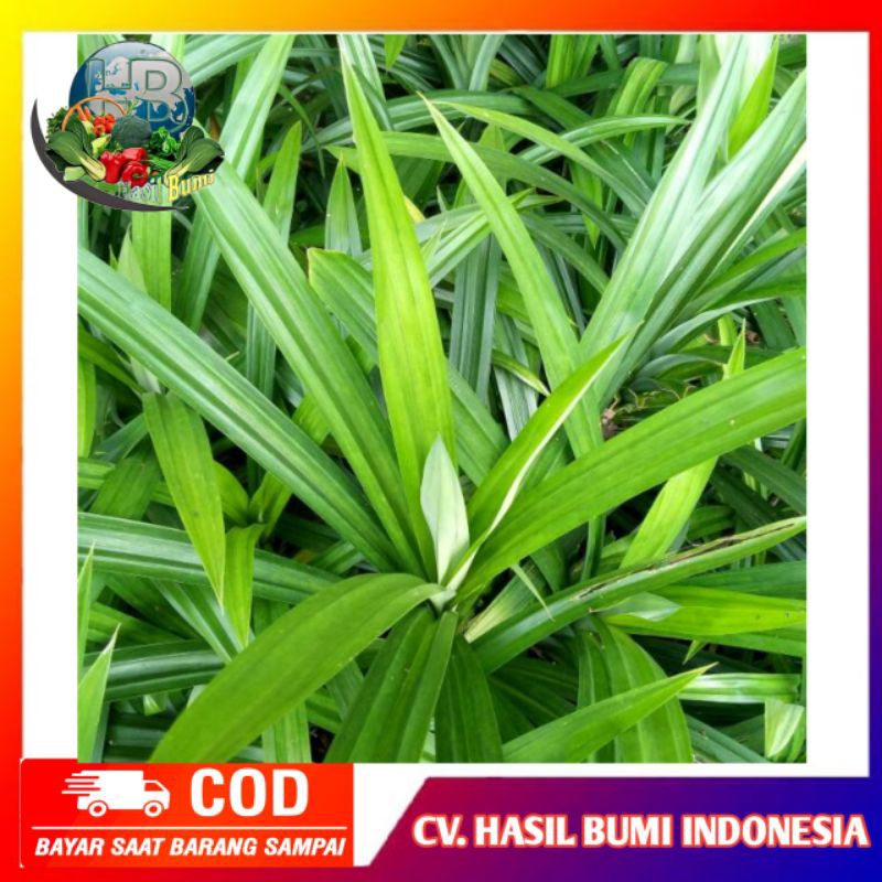 

Daun pandan wangi segar fresh organik 100gr sudah bersih siap pakai