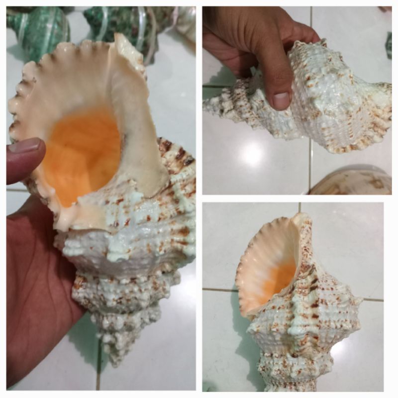 

Kerang Tutufa Silver 1pcs