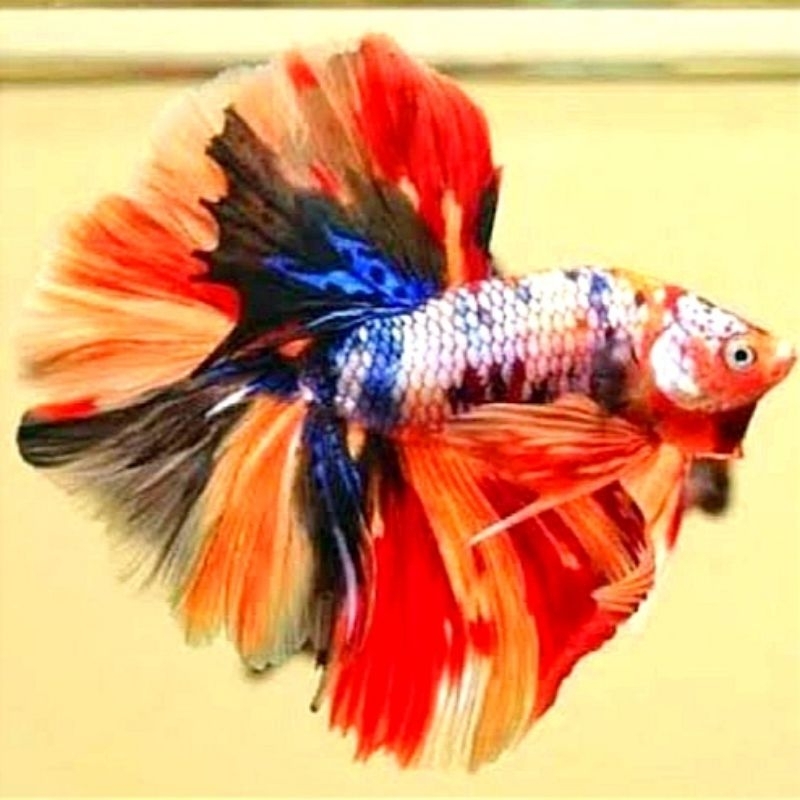 Halfmoon Multicolor Hiasan Kamar Male