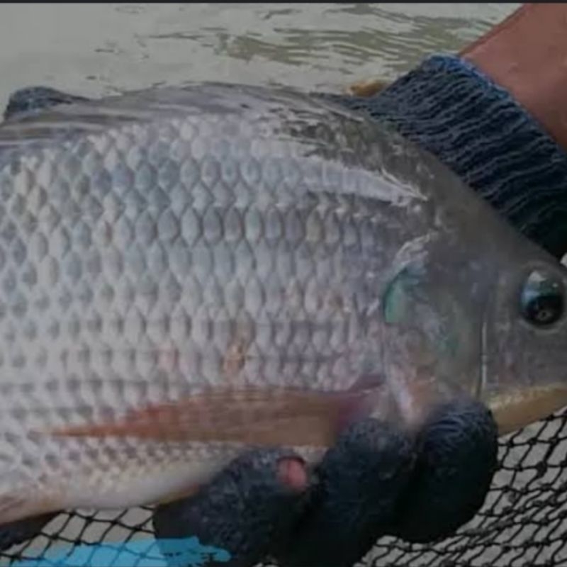 

ikan hidup air tawar