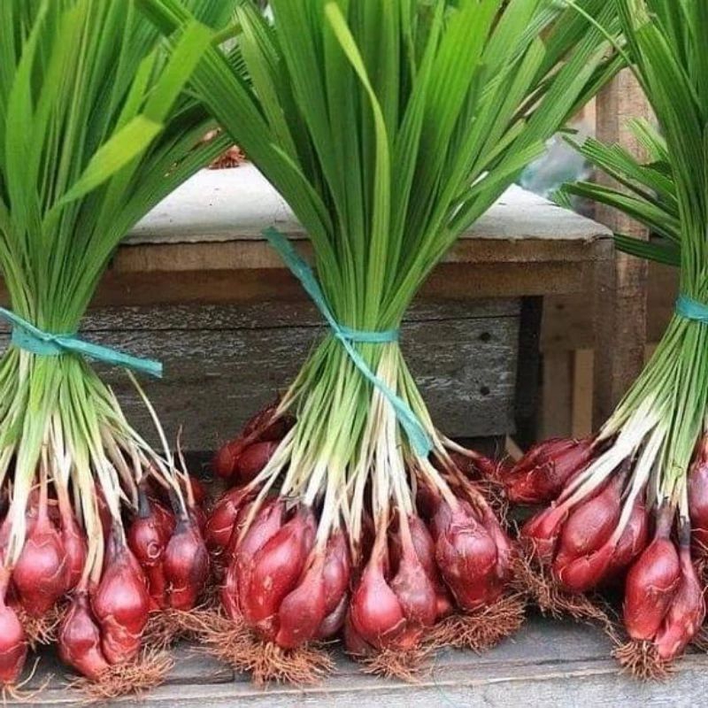 

bawang Dayak merah segar 500g