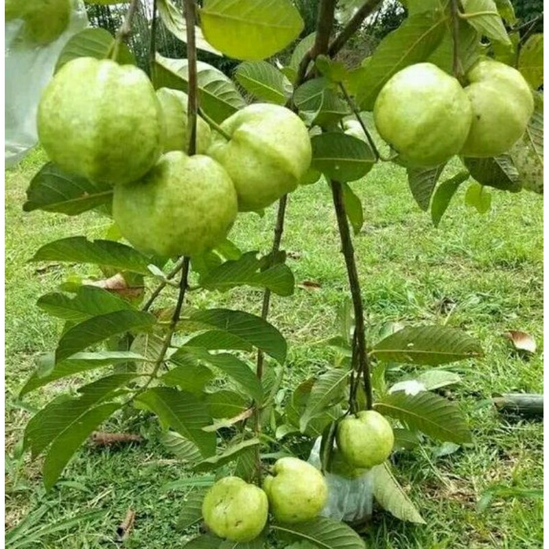 bibit jambu kristal Non biji hasil cangkok sudah BERBUAH