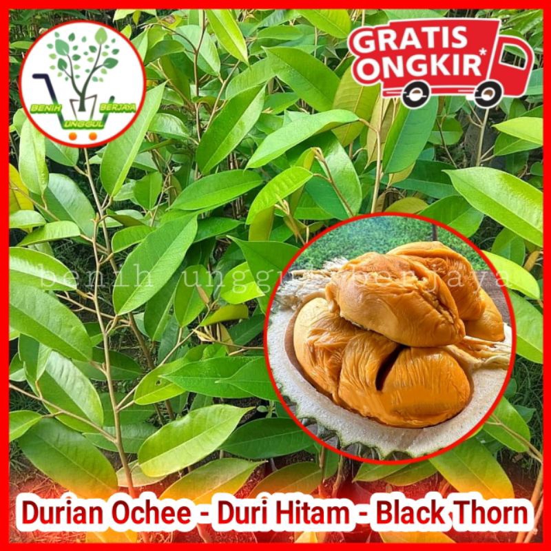 Bibit Durian Ochee / Duri Hitam