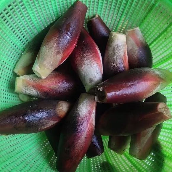 

Jual buah langka buah galoba obat HIV/aids