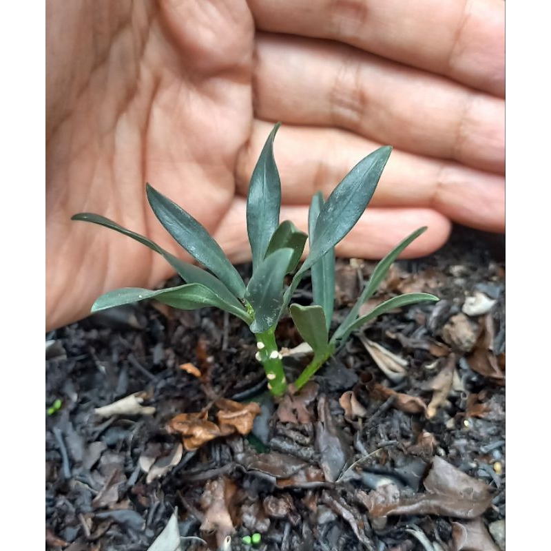 Bibit lohansung twister ori uk kecil