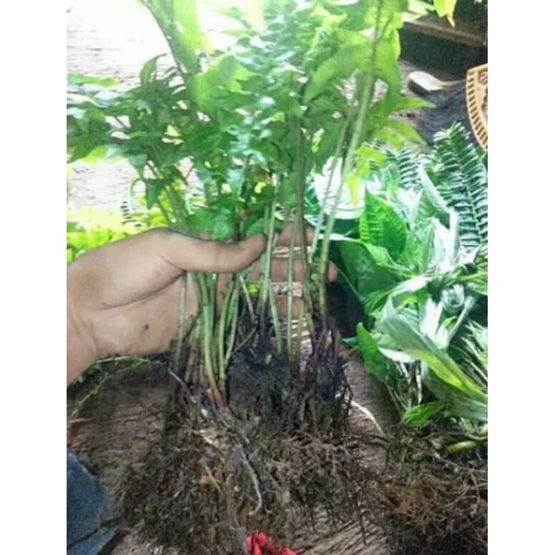 bibit pakis sayur bibit tanaman pakis sayur siap tanam