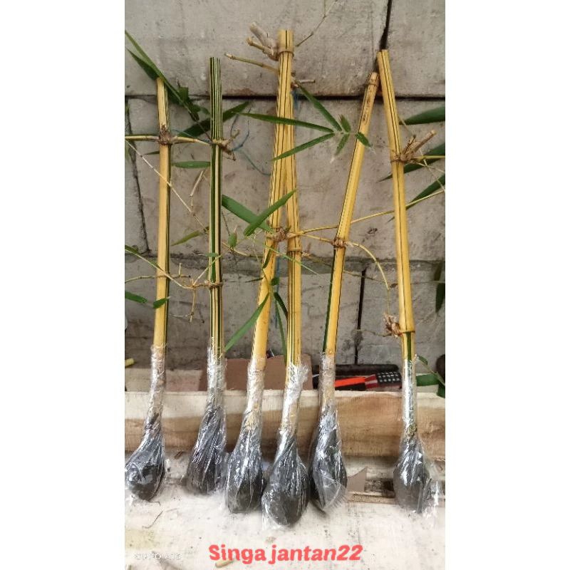 Bambu kuning Tanaman hias stek 50 cm bambu alsi bukan buatan dari plastik