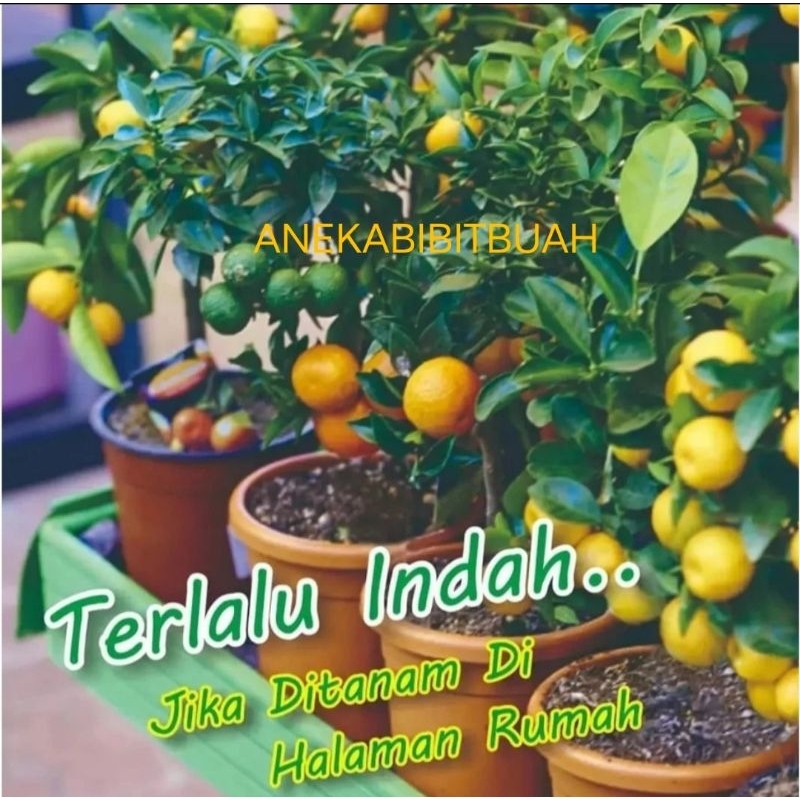 BIBIT JERUK ES BERBUAH LEBAT SUPER SEGAR (kasturi , monde , sonkit , lemon cui)