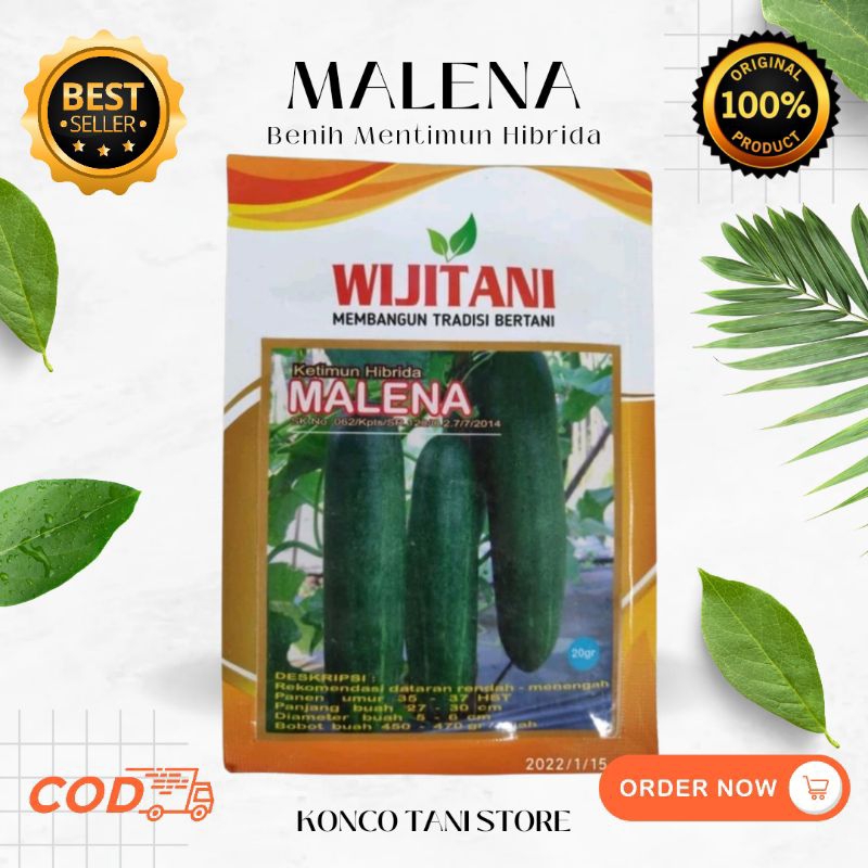 BENIH TIMUN HIBRIDA - MALENA WIJITANI