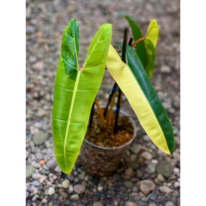 Aureaaroid - Philodendron Billietiae Variegata