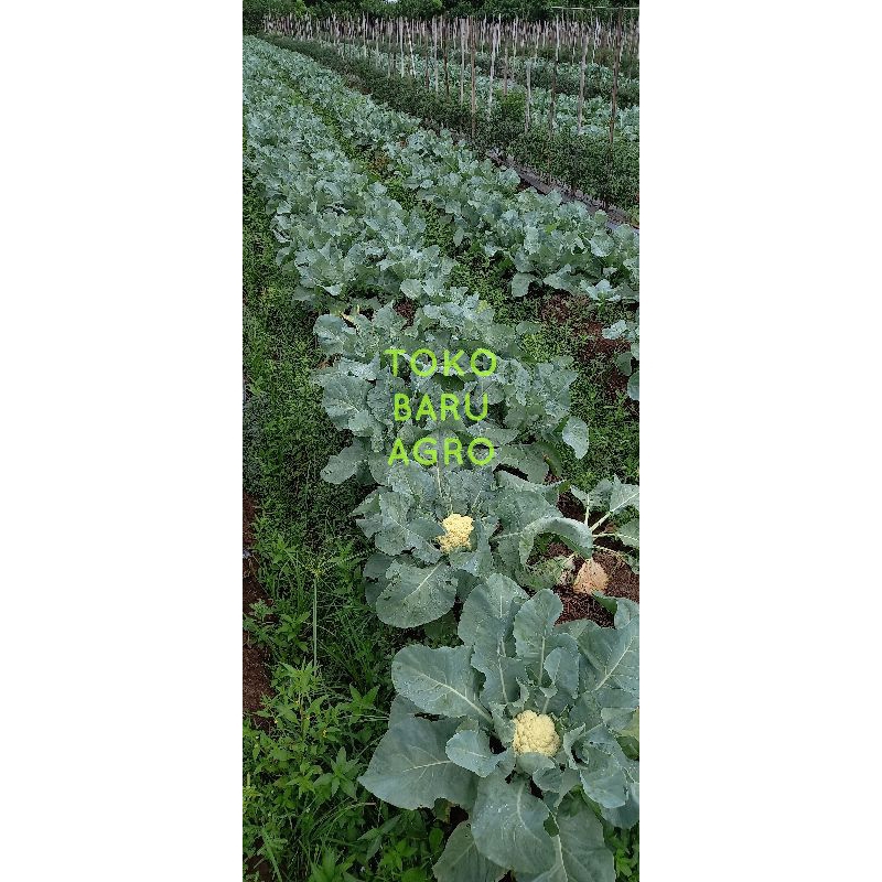 PM 3000 f1 kembang kol