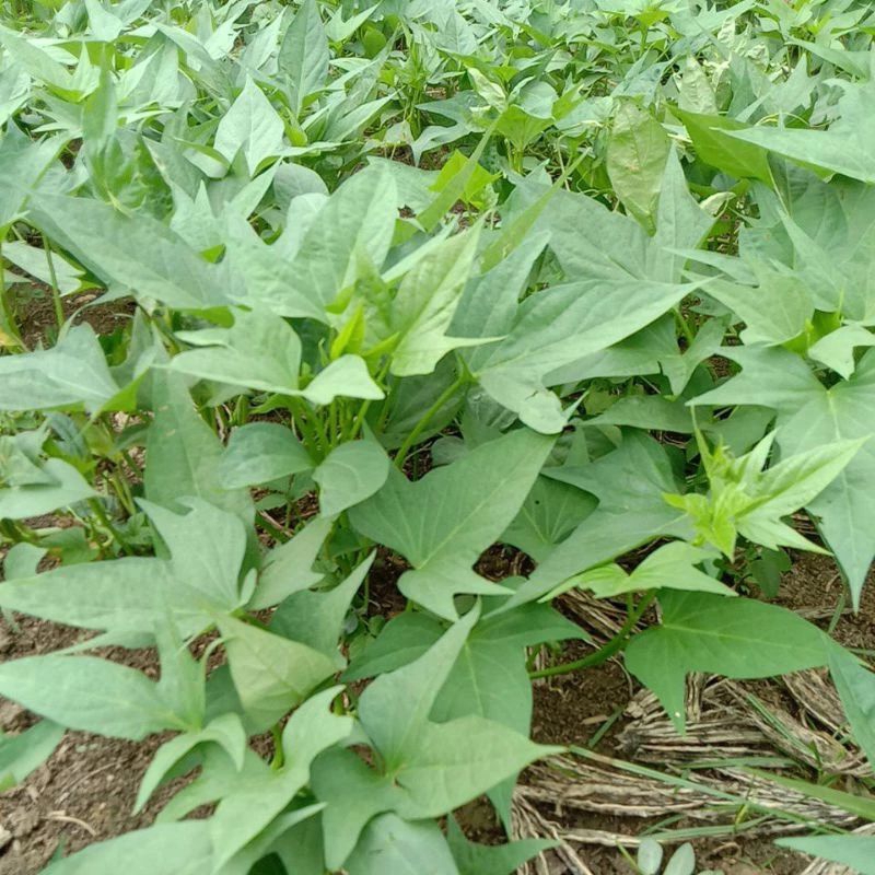 bibit daun glandir (daun ubi)20 batang