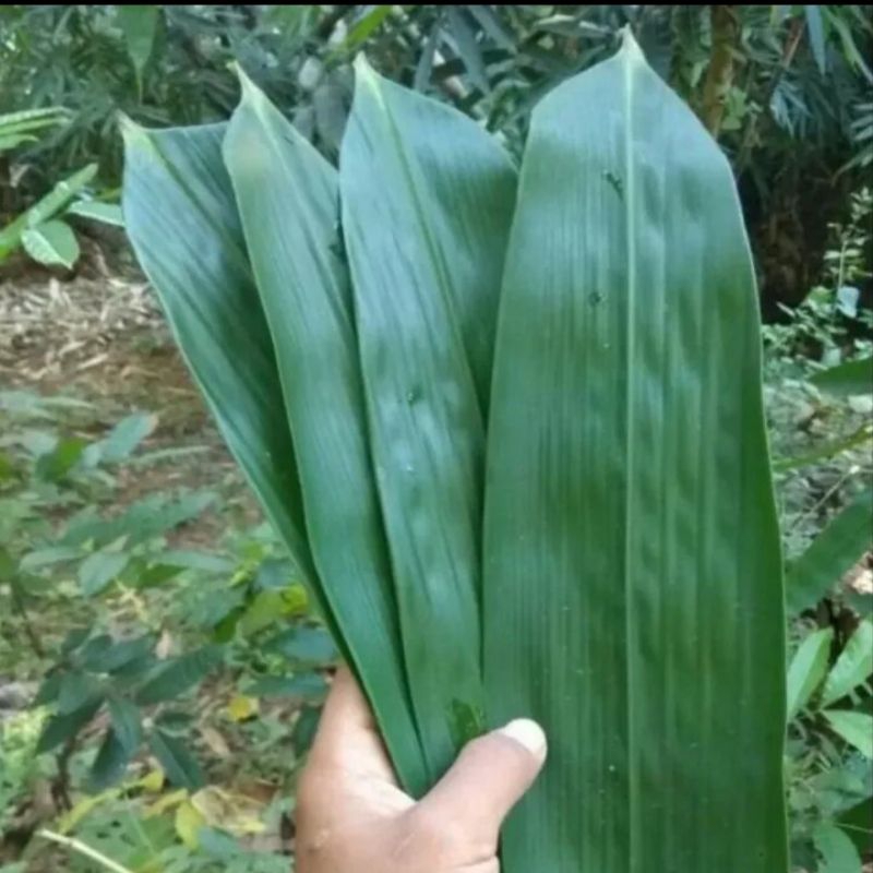 

TERLARIS 100 Lembar Daun Bambu Jumbo Bungkus Bakcang