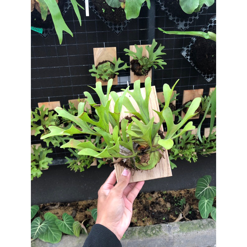 Platycerium Redleyi Media Papan