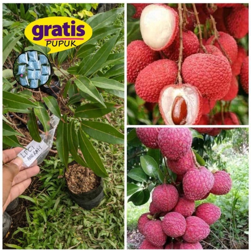 BIBIT BUAH LECI MERAH ASLI / BIBIT LECI / BIBIT TANAMAN