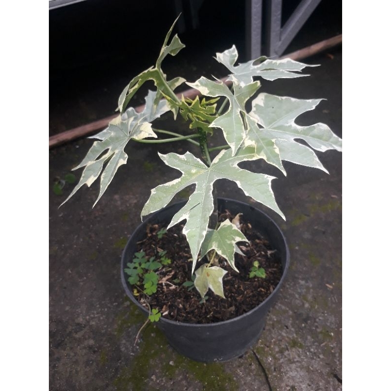 Pepaya jepang varigata