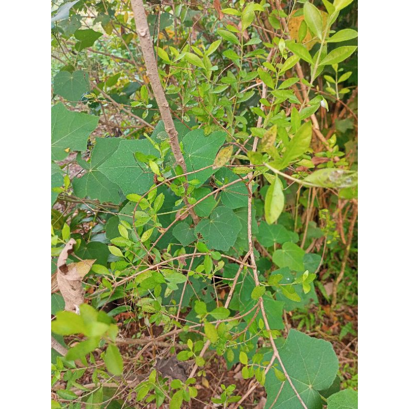 Bibit Tanaman Daun Henna Pacar KuKu/Pacar Arab Tanaman Herbal inai