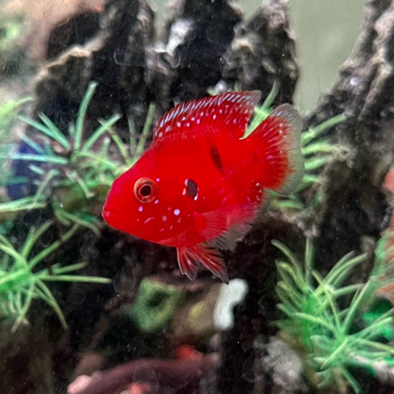 Ikan Hias Air Tawar Aquascape Red Jewel Short Body Murah Premium Lucu
