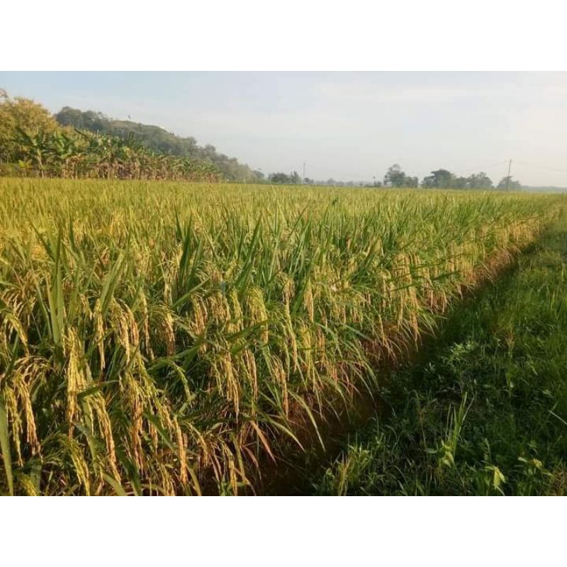 Padi unggul Cakrabuana agritan kemasan 5kg