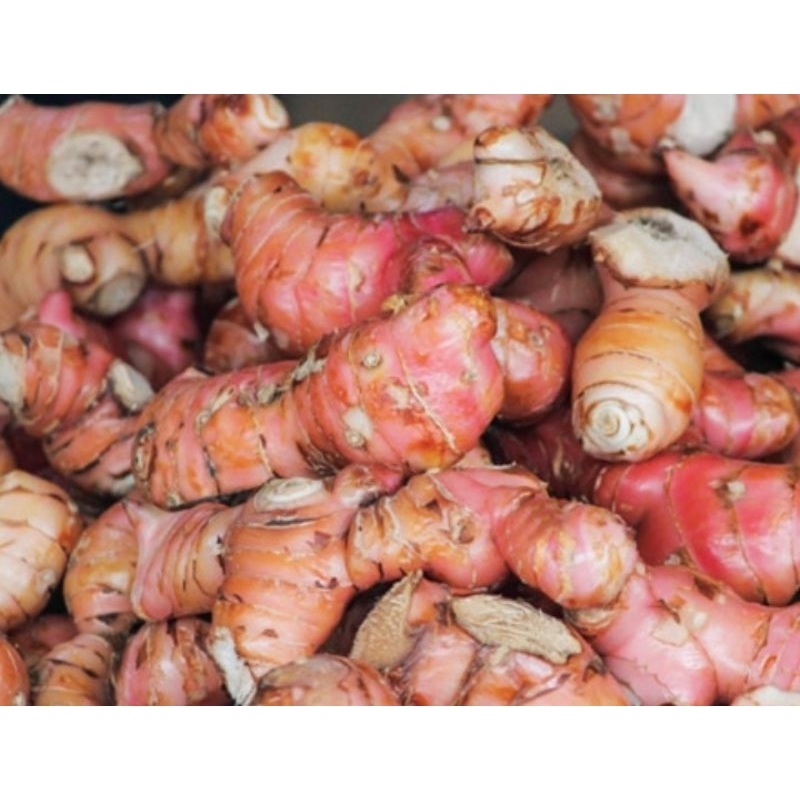 

lengkuas 1 kg
