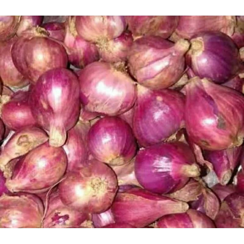 

Bawang Merah Brebes Super Bawang Berebes Kualitas Super Fresh