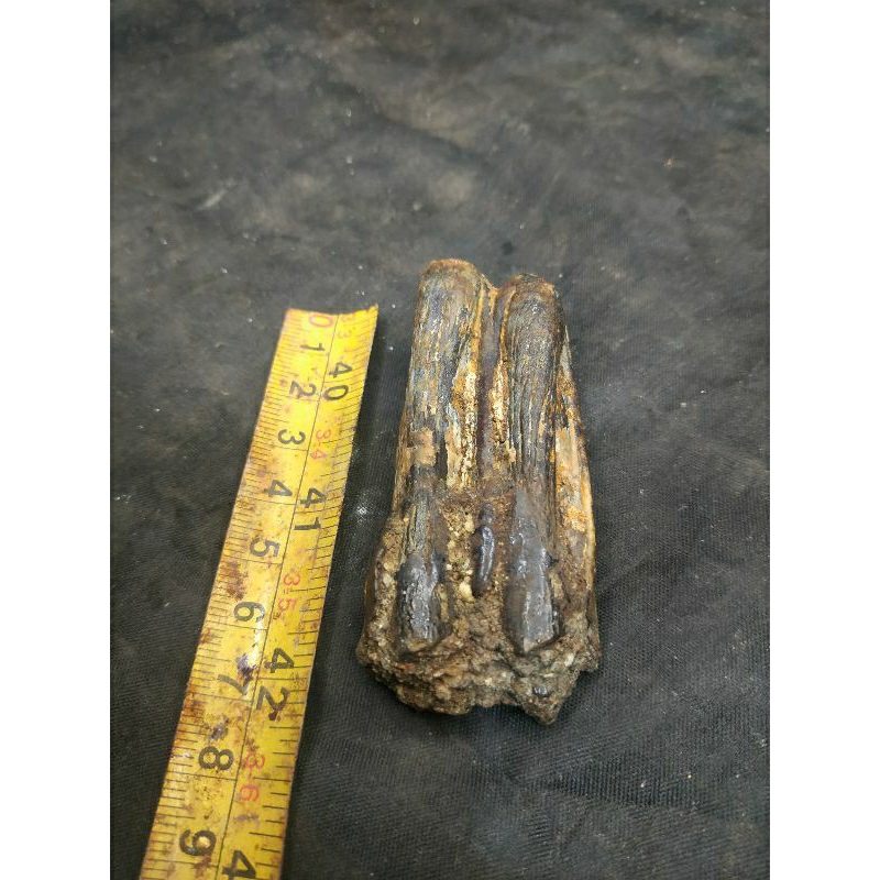 hasil temuan sungai gigi badak purba