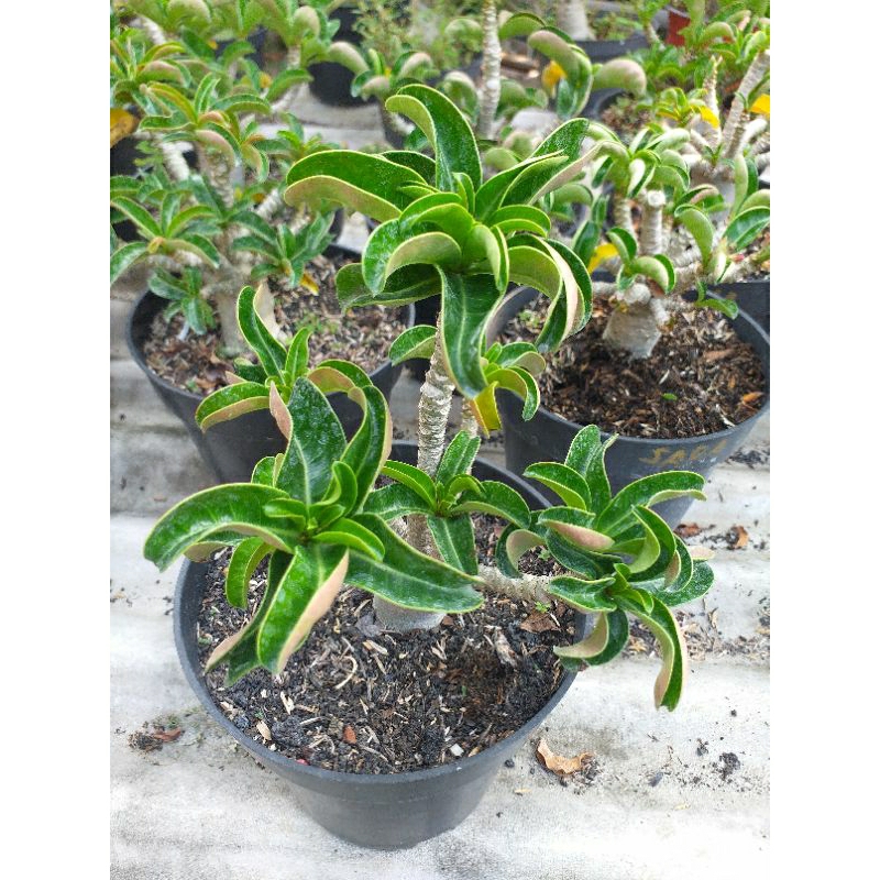 DHA (Dorset Horn Adenium)
