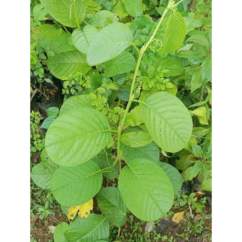 Bibit pohon Buah Erbis markisa jumbo Tanaman Buah Rambat