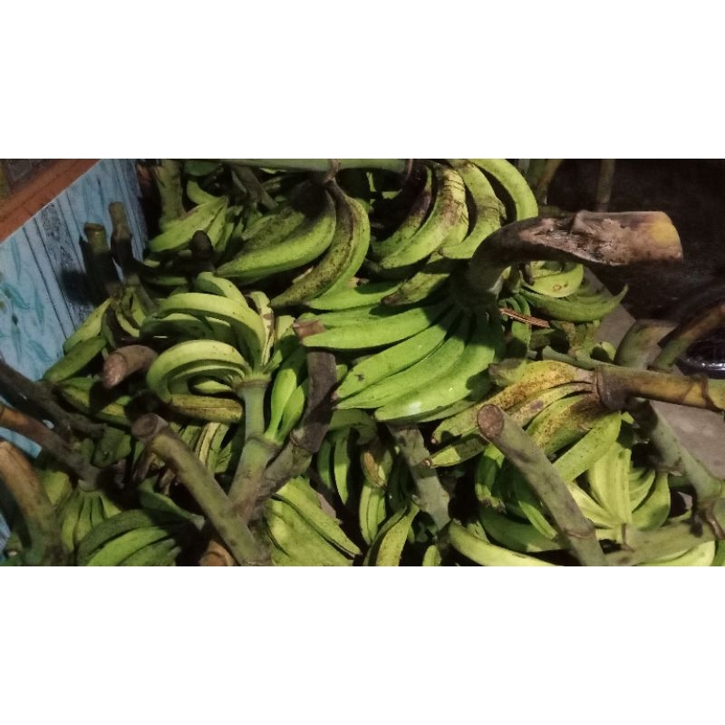 

PISANG TANDUK