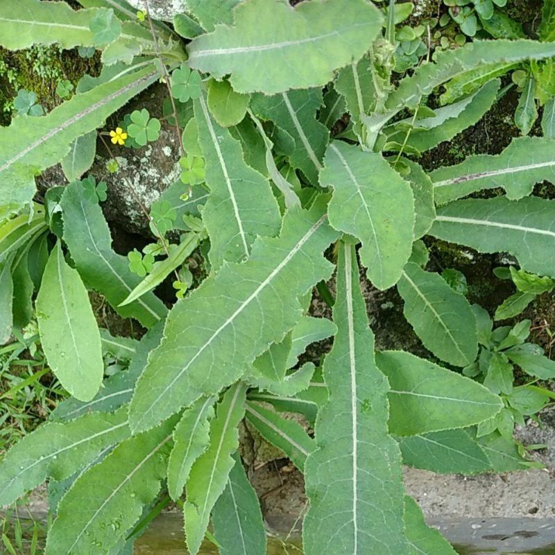 

Daun tempuyung