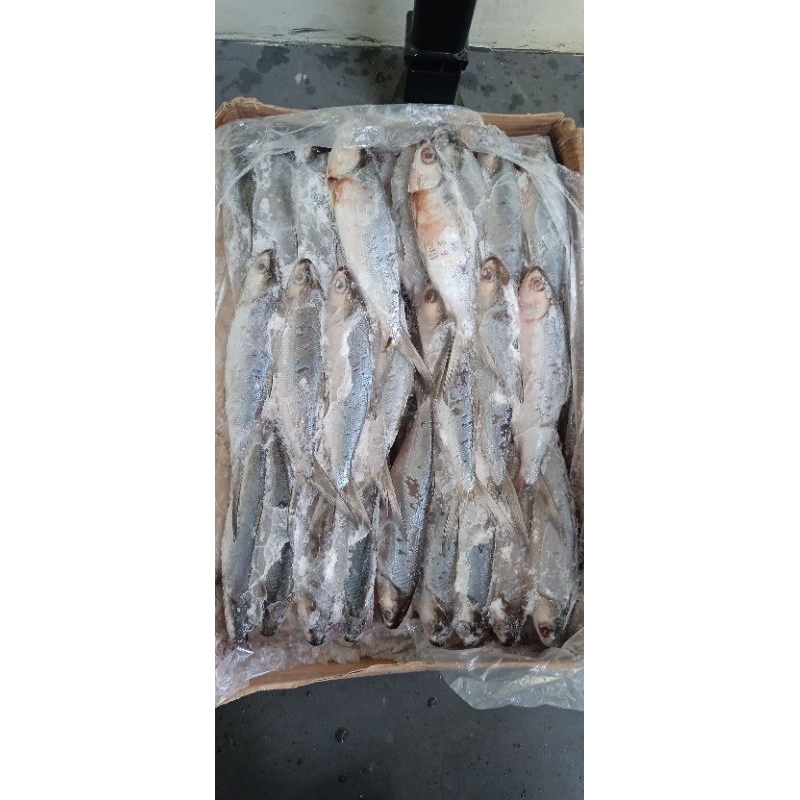 

ikan bandeng makasar size 6-8 10kg