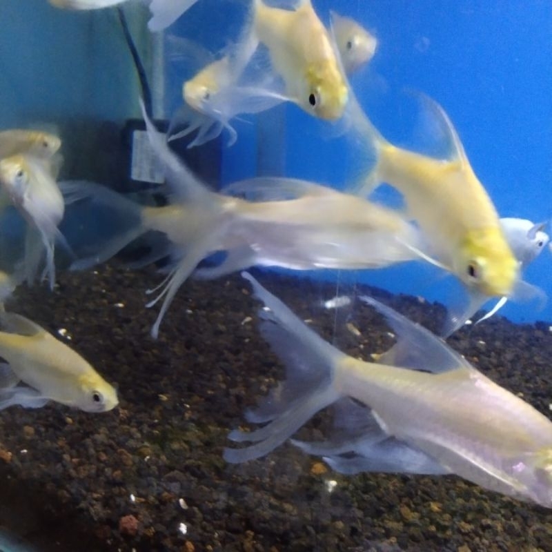 hiasan kaviat slayer