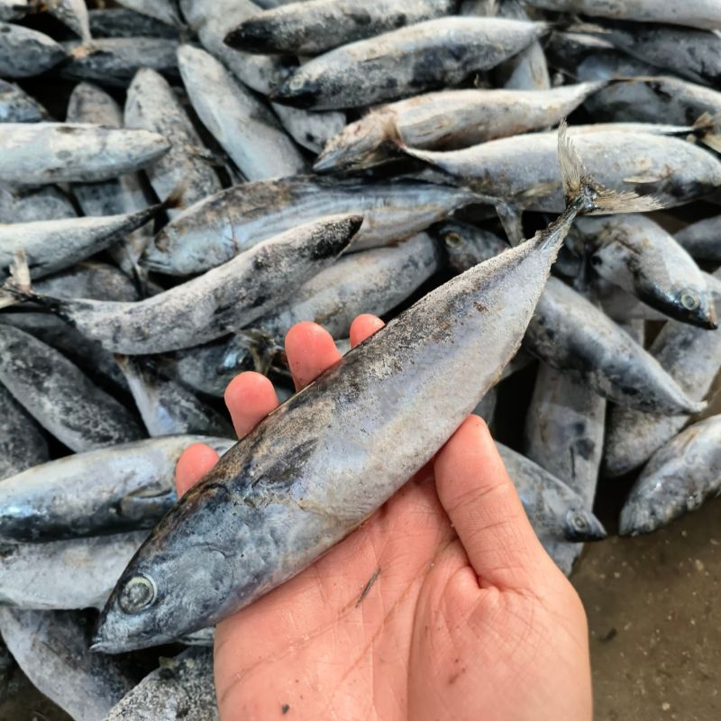 

Ikan Tongkol 10kg