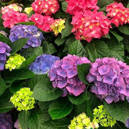 Tanaman Pancawarna Berbunga Hortensia holland sudah berbunga
