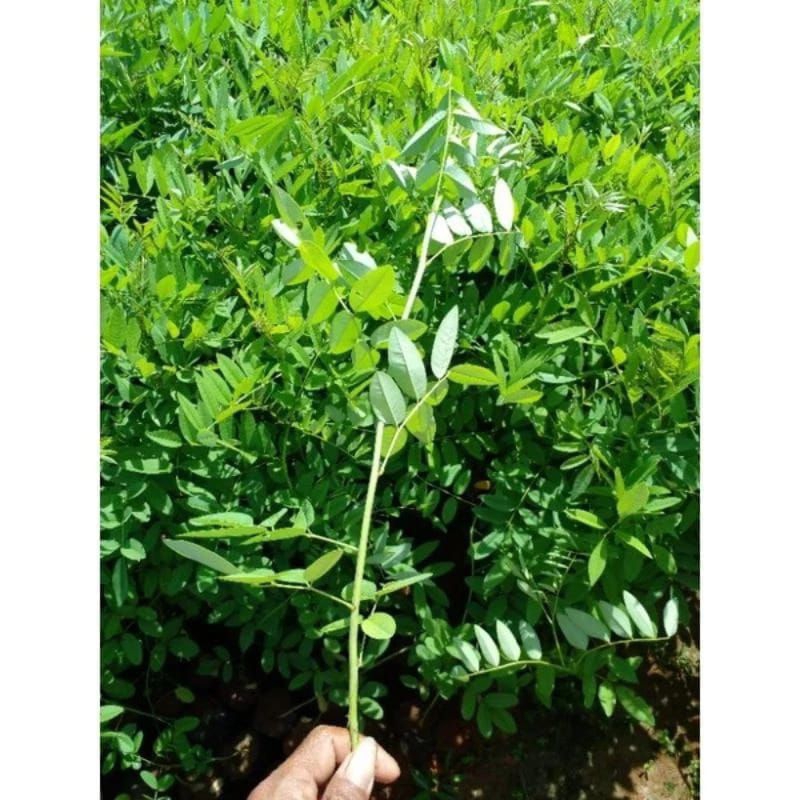 bibit indigofera pakan ternak