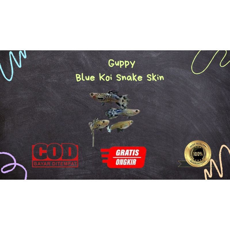 

Packing kardus / styrofoam guppy snake skin blue koi