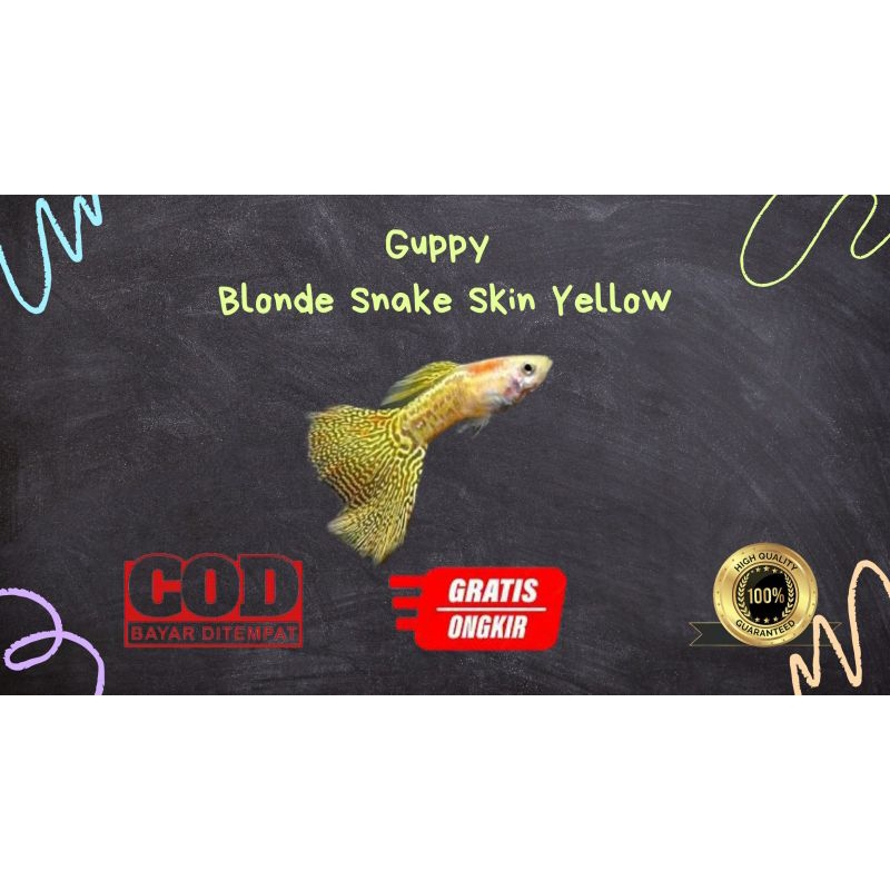 

Packing kardus / styrofoam guppy blonde metal snake skin yellow lace