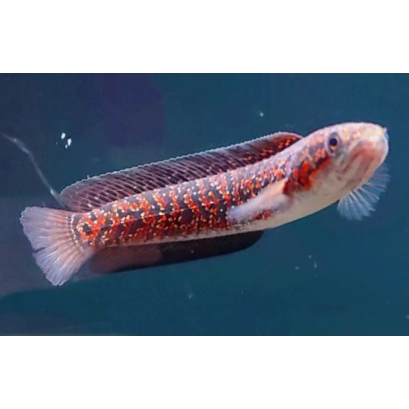 ASIATICA RSP KALIMAYA TOP GRADE