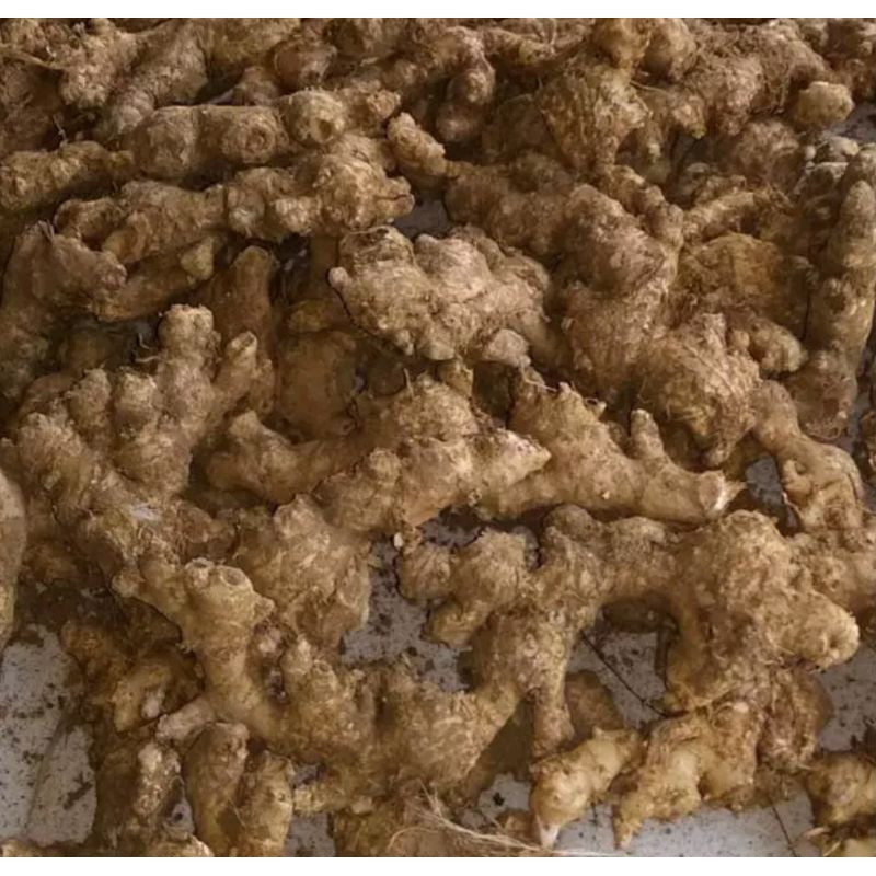 

jahe imprit 1kg