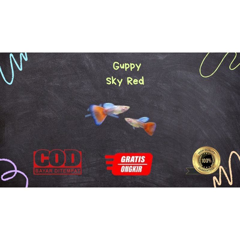 

Packing kardus / styrofoam gupp¥ sky r3d