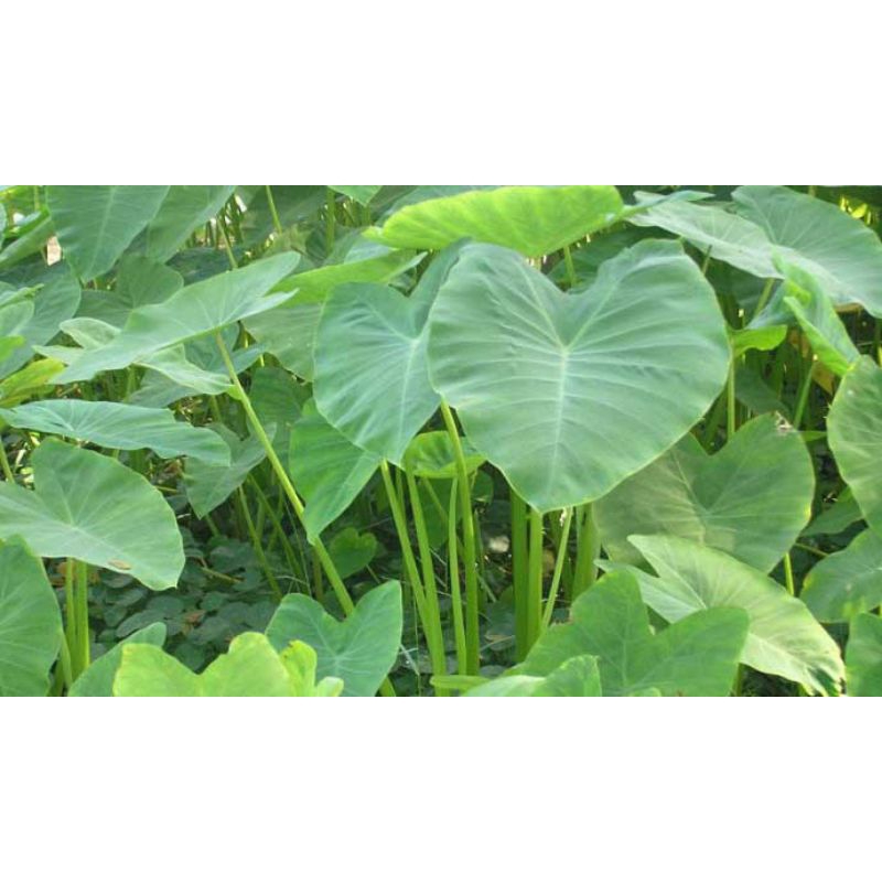 

500g daun lompong talas segar