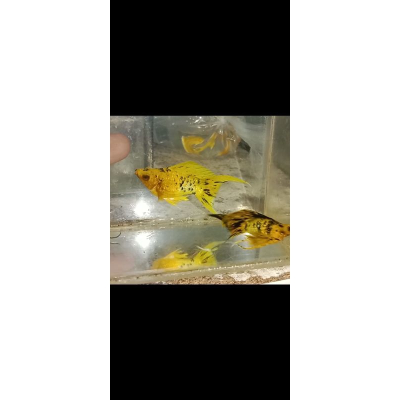 molly multi color lyretail