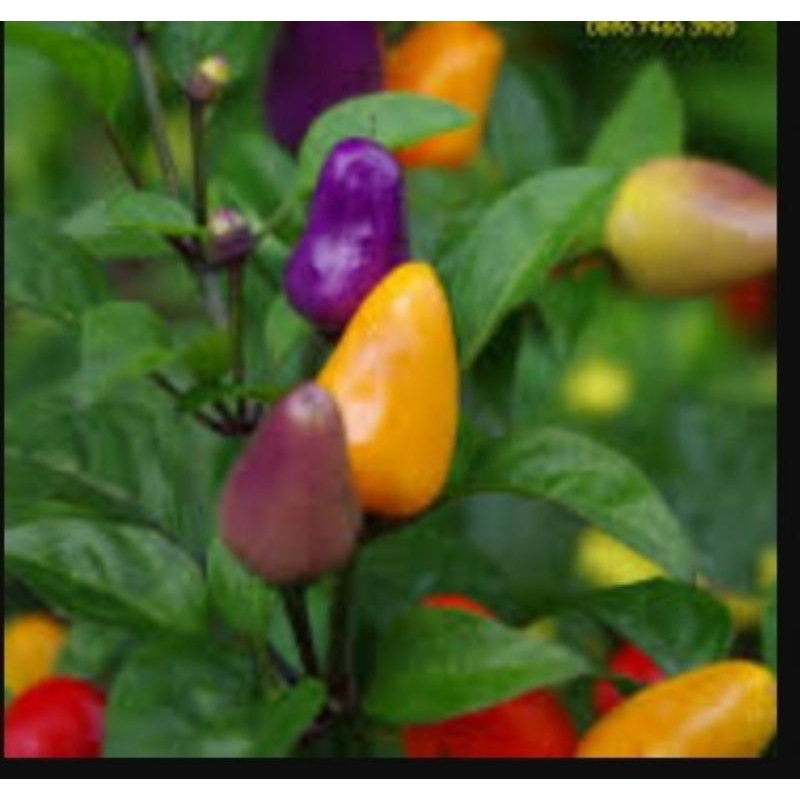 Cabe pelangi RAINBOW PAPPER bibit tanaman hidup