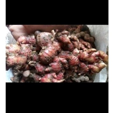 

jahe merah