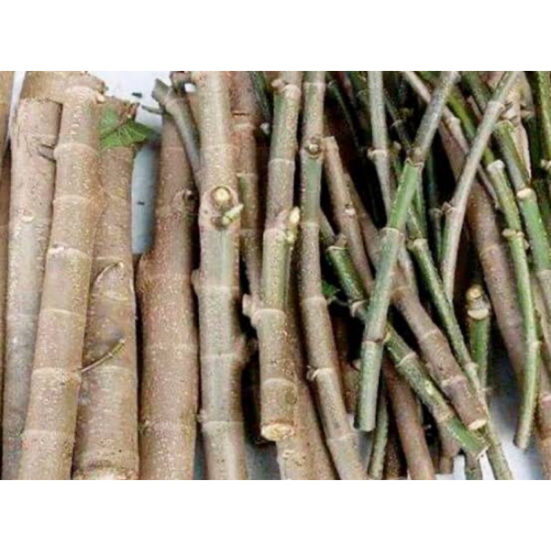 Bibit batang buah loa / bibit buah ara segar 1 kg-az