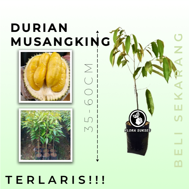 BIBIT TANAMAN DURIAN MUSANGKING / BIBIT POHON MUSANGKING / DURIAN MUSANGKING 1 KAKI