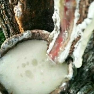 getah pinus,getah pinus segar untuk ternak kelulut,klanceng dan keperluan lainnya,400 gram