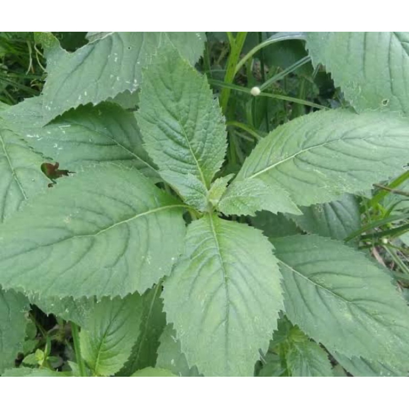 

Daun sintrong segar 1 kg petik langsung-az