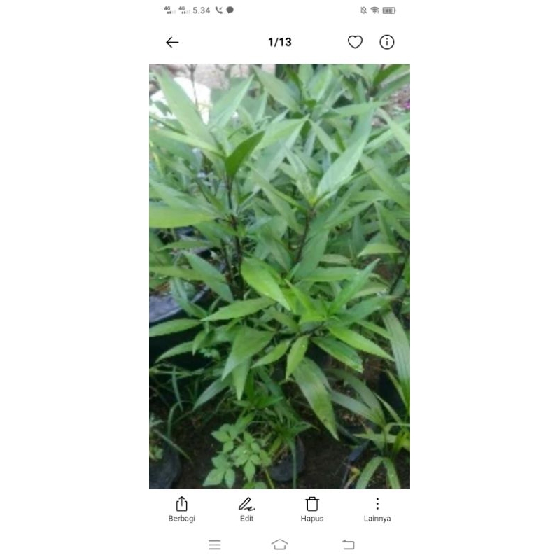 

daun Gandarusa segar atau baru dipetik