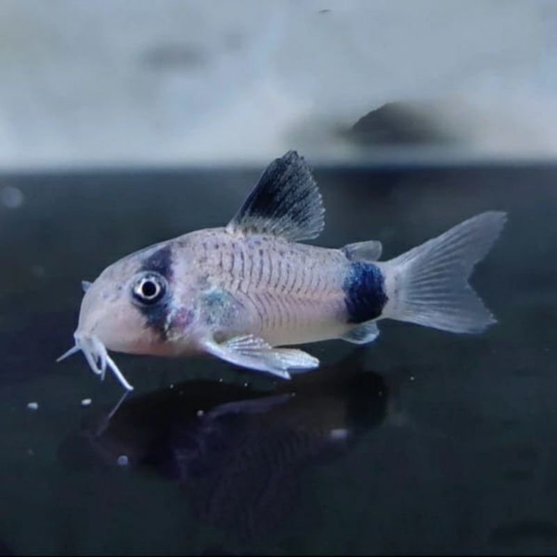 Corydoras panda aquarium ikan corydoras panda hiasan aquascape